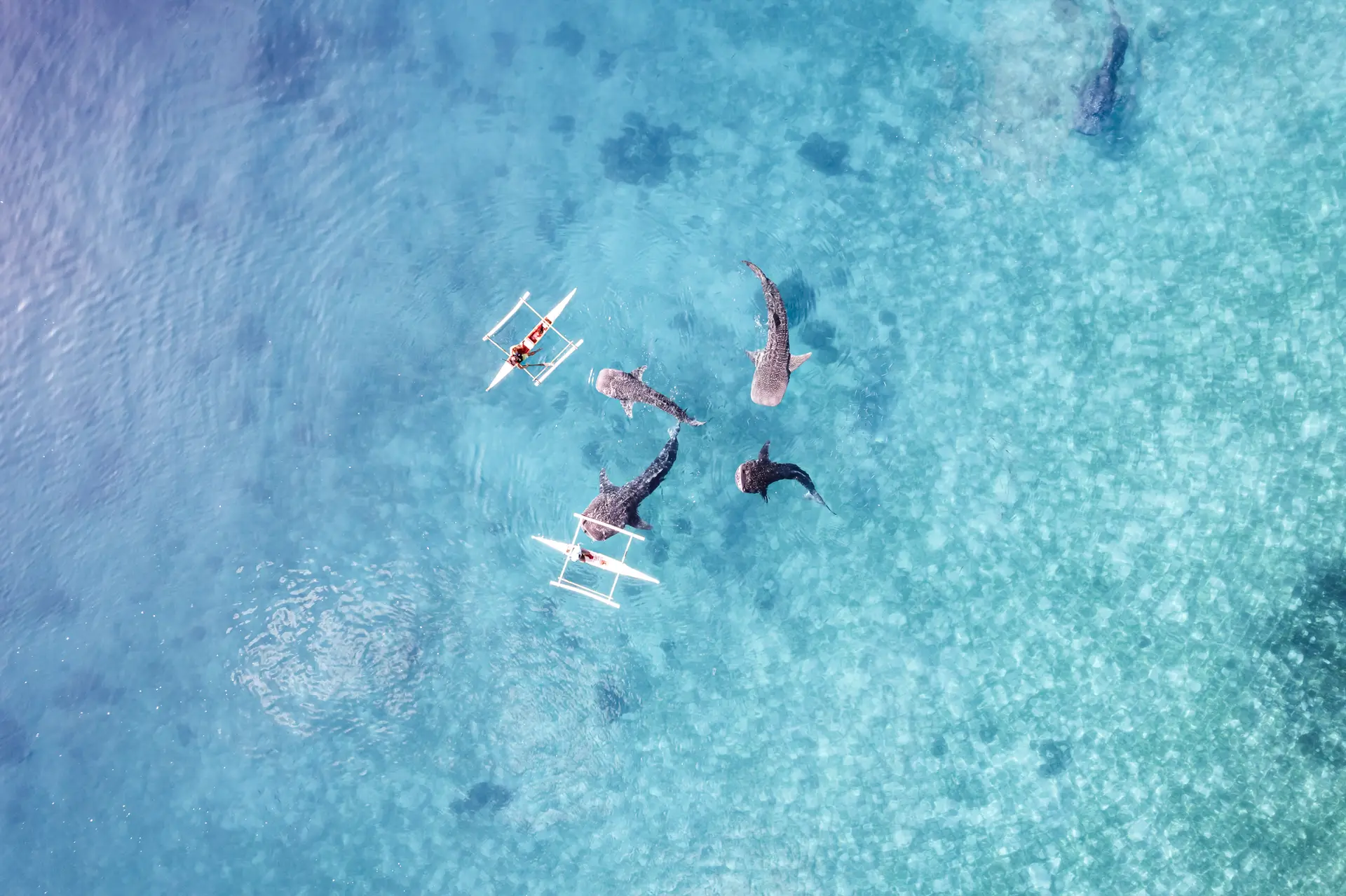 Walhaie schwimmen in Ozean-Drohnen-Luftaufnahmen, Cebu, Philippinen.

