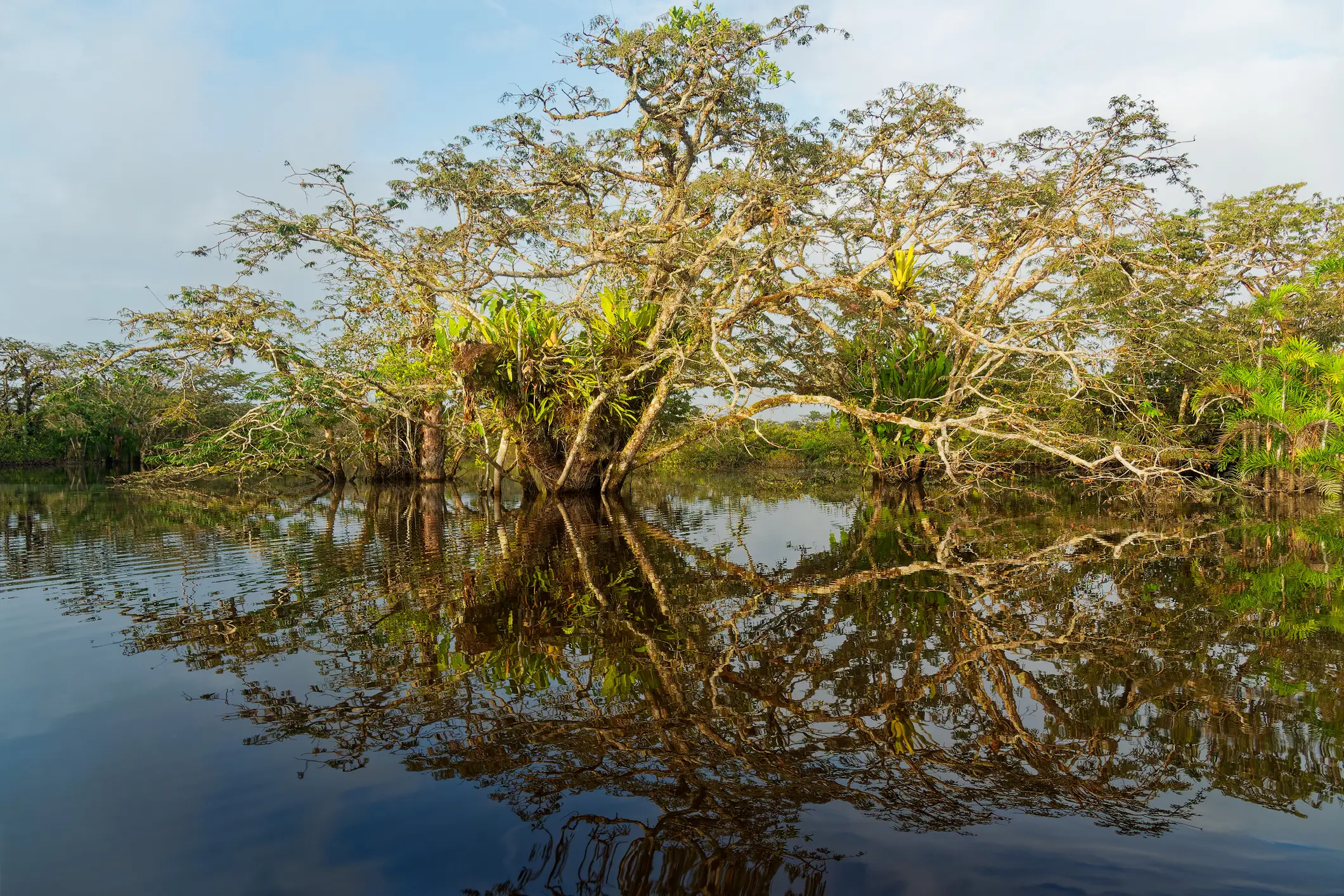 VAE, Mangrovenreservats Khor Kalba Eine Landschaft des Mangrovenreservats Khor Kalba mit einem Baum, VAE.