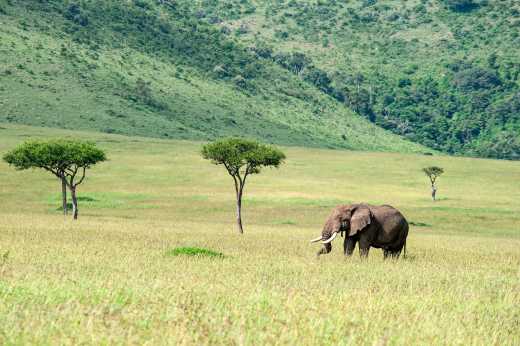 Afrikanischer Elefant in den grünen Ebenen der Masai Mara in Kenia
