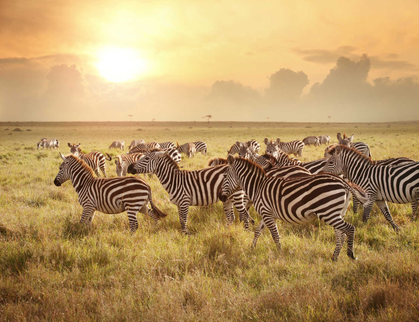 Zebras in den grünen Ebenen der Masai Mara in Kenia