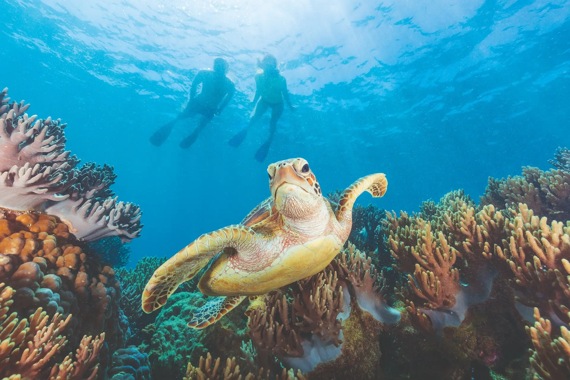 Great Barrier Rief Une tortue de mer nage parmi les récifs coralliens dans une eau bleue et limpide, avec deux plongeurs en apnée en arrière-plan, au milieu d'une faune marine haute en couleur.