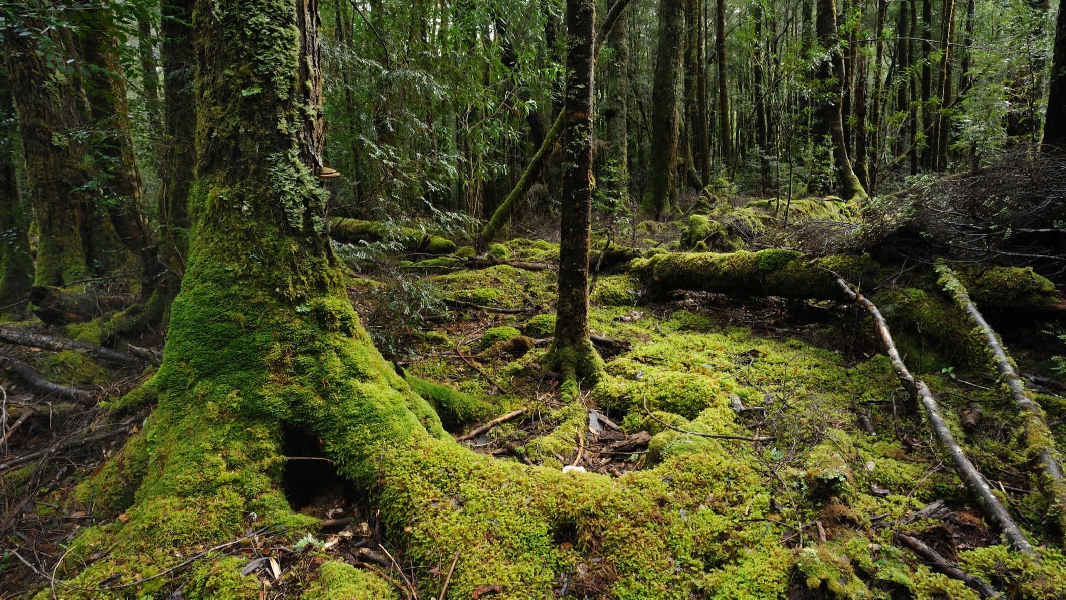 Arbres dont les racines sont recouvertes de mousse dans une forêt du parc national Franklin Gordon