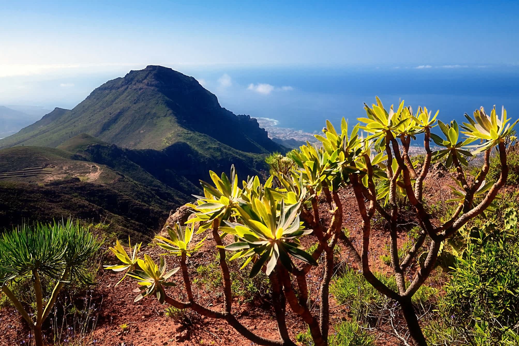 Aussicht mit tropischen Sukkulenten des Ifonche Berges auf Teneriffa, Kanarische Inseln, Spanien. 