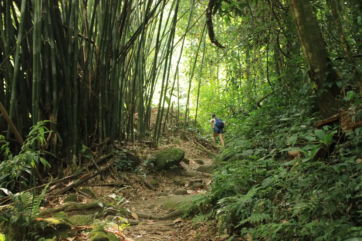 Wandern im Amazonasgebiet in Brasilien.