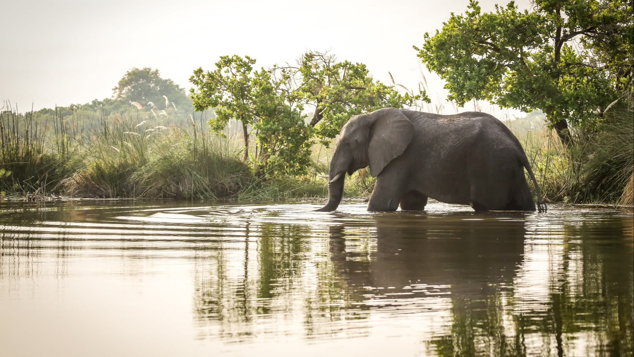 Afrikanischer Elefant stehend im Wasser, Botswana. 