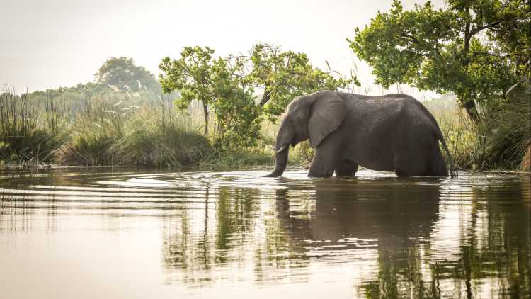 Eléphant d'Afrique debout dans l'eau, Botswana. 