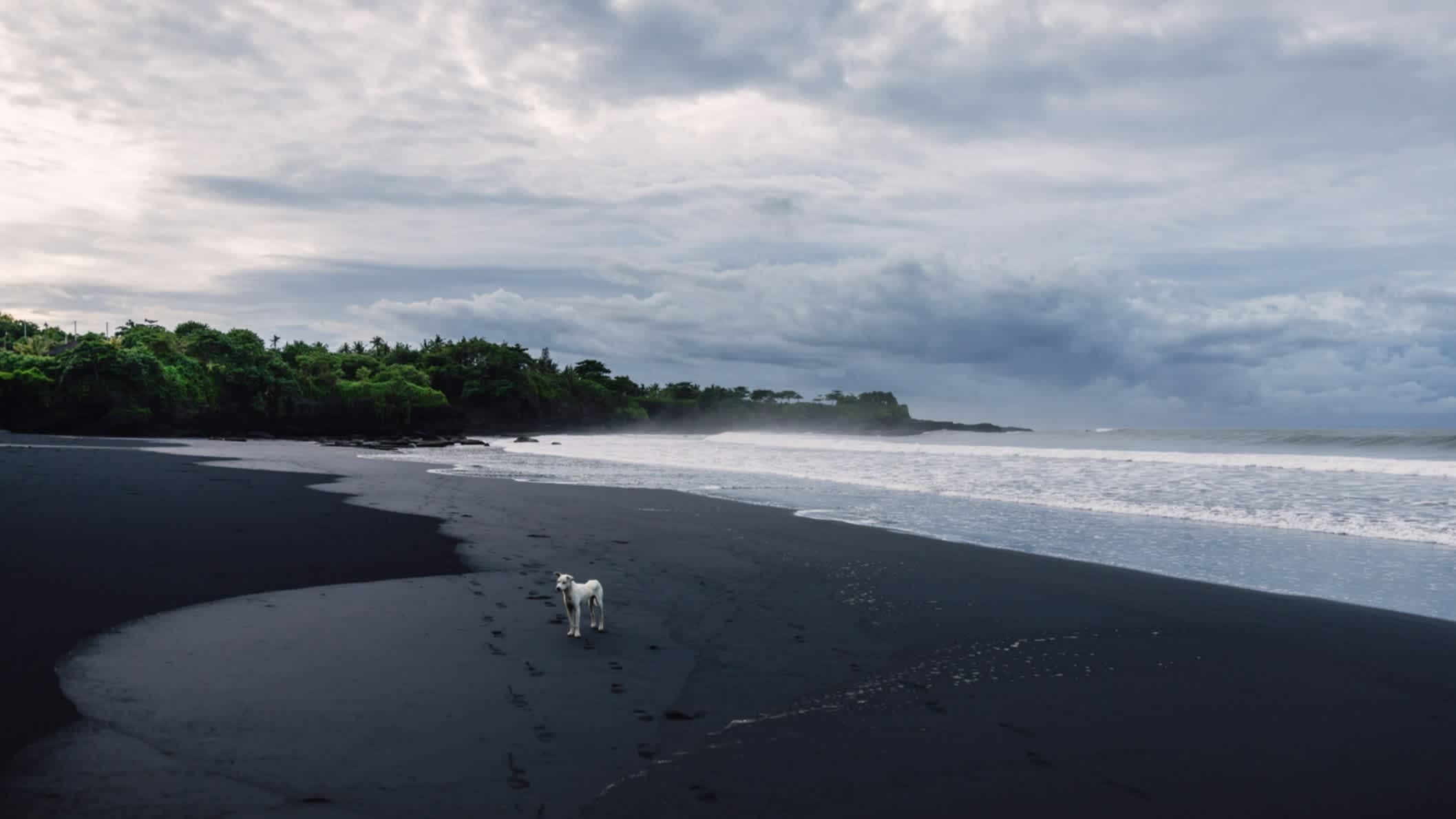 Chien blanc sur une plage de sable noir, plage de Medewi en Indonésie