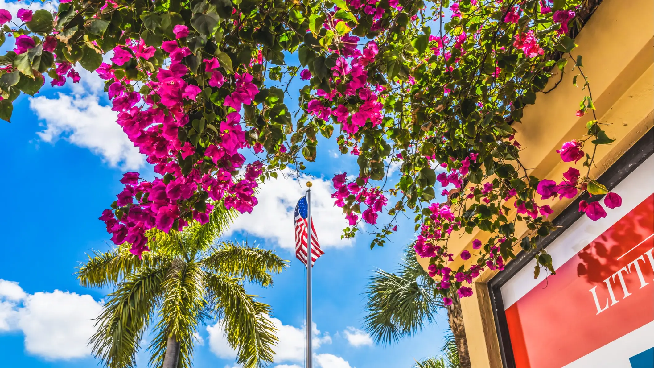 Bougainvilliers roses encadrant un drapeau américain, palmiers et ciel bleu, ambiance tropicale ensoleillée.