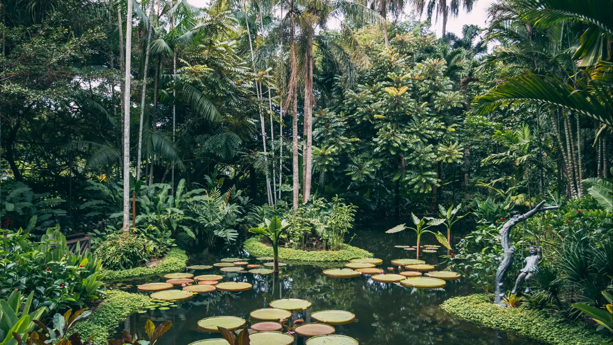 Les nénuphars géants du jardin botanique, Singapour.