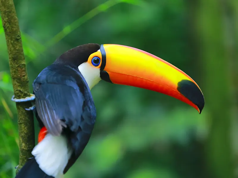 Nahaufnahme eines Tukans mit leuchtend orangefarbenem Schnabel im grünen Regenwald. Brasilien, Pantanal.