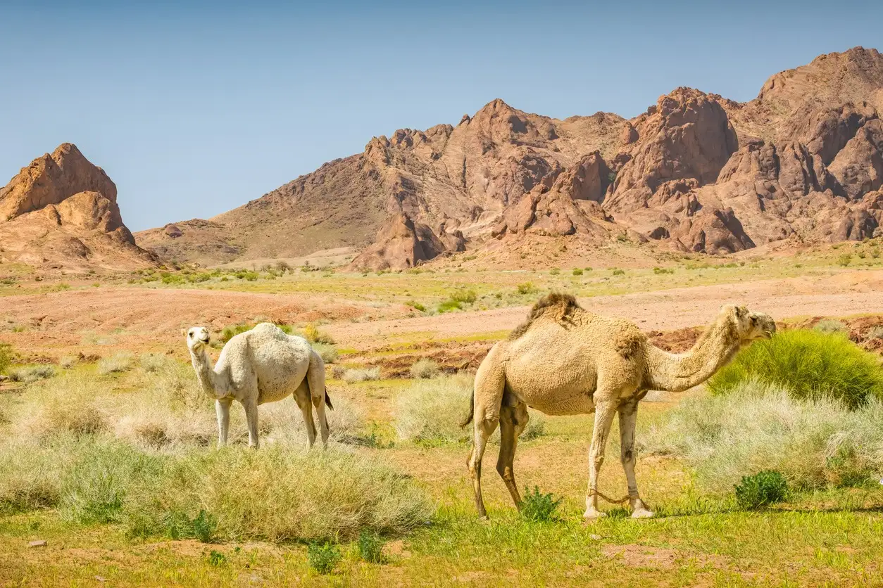 Kamele in der Wüste Tabuk Provinz Saudi-Arabien