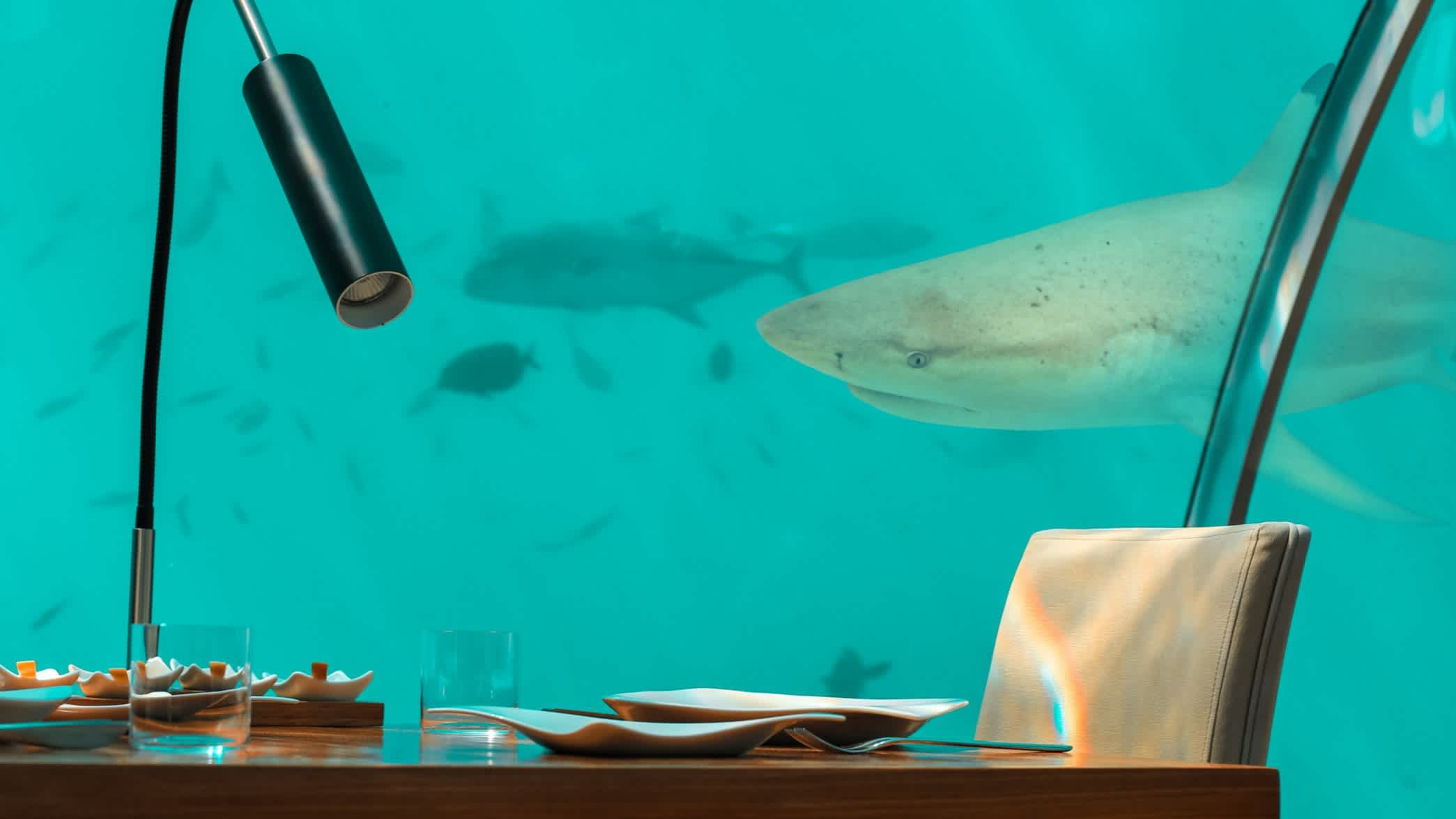 Tisch in einem Unterwasserrestaurant mit Haien hinter der Glasscheibe