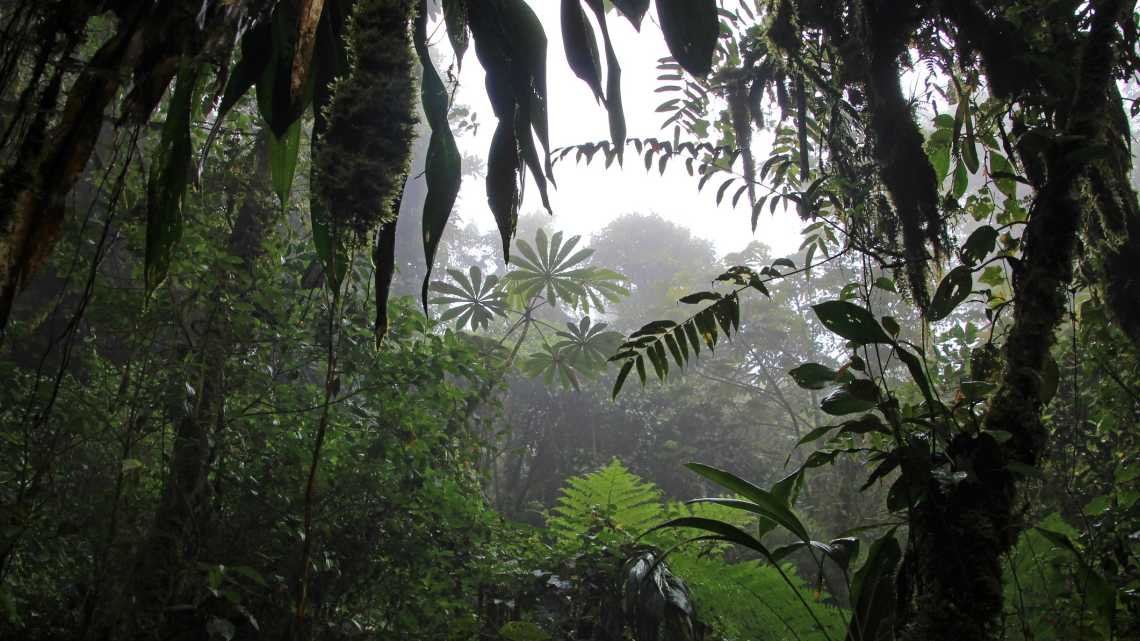 Forêt nuageuse de la Reserva Biologica Bosque Nuboso Monteverde (Réserve biologique de Monteverde), Costa Rica, Amérique centrale