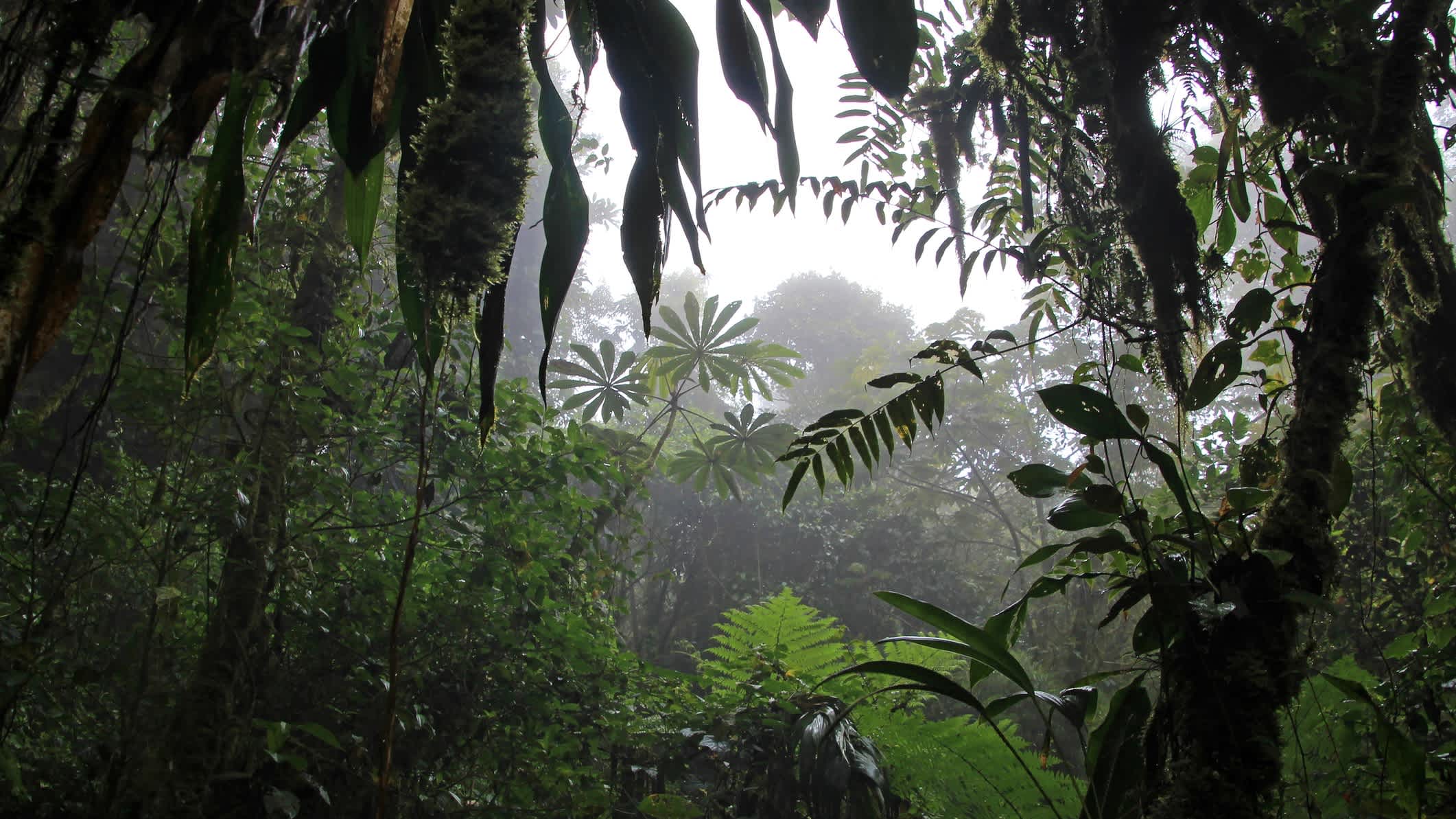 Nebelwald der Reserva Biologica Bosque Nuboso Monteverde, Costa Rica, Mittelamerika