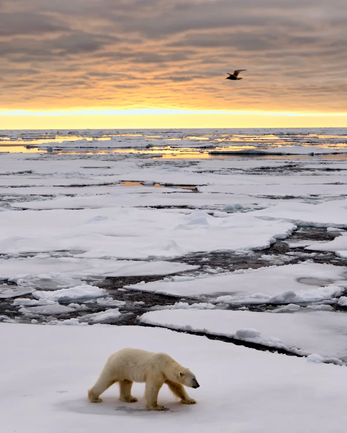 Wie Viel Wiegt Ein Eisbär Wie viel kostet ein Spitzbergen-Urlaub? Unsere Preisübersicht