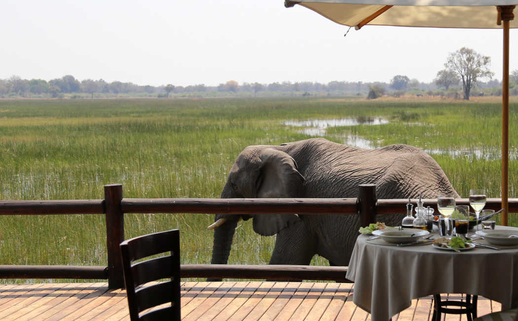 Ein großer Elefant in einem Camp in der Nähe des Essbereichs, Botswana