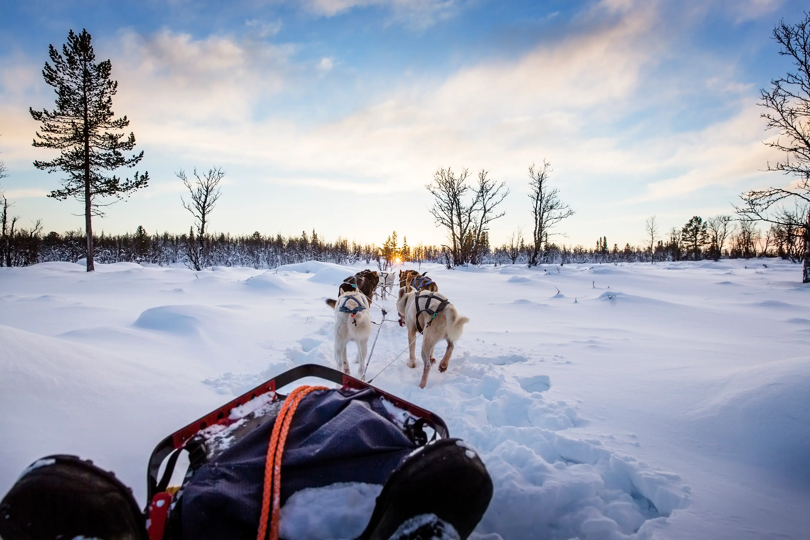 Hundeschlitten, Huskys, Norwegen Hundeschlitten, Huskys, Norwegen