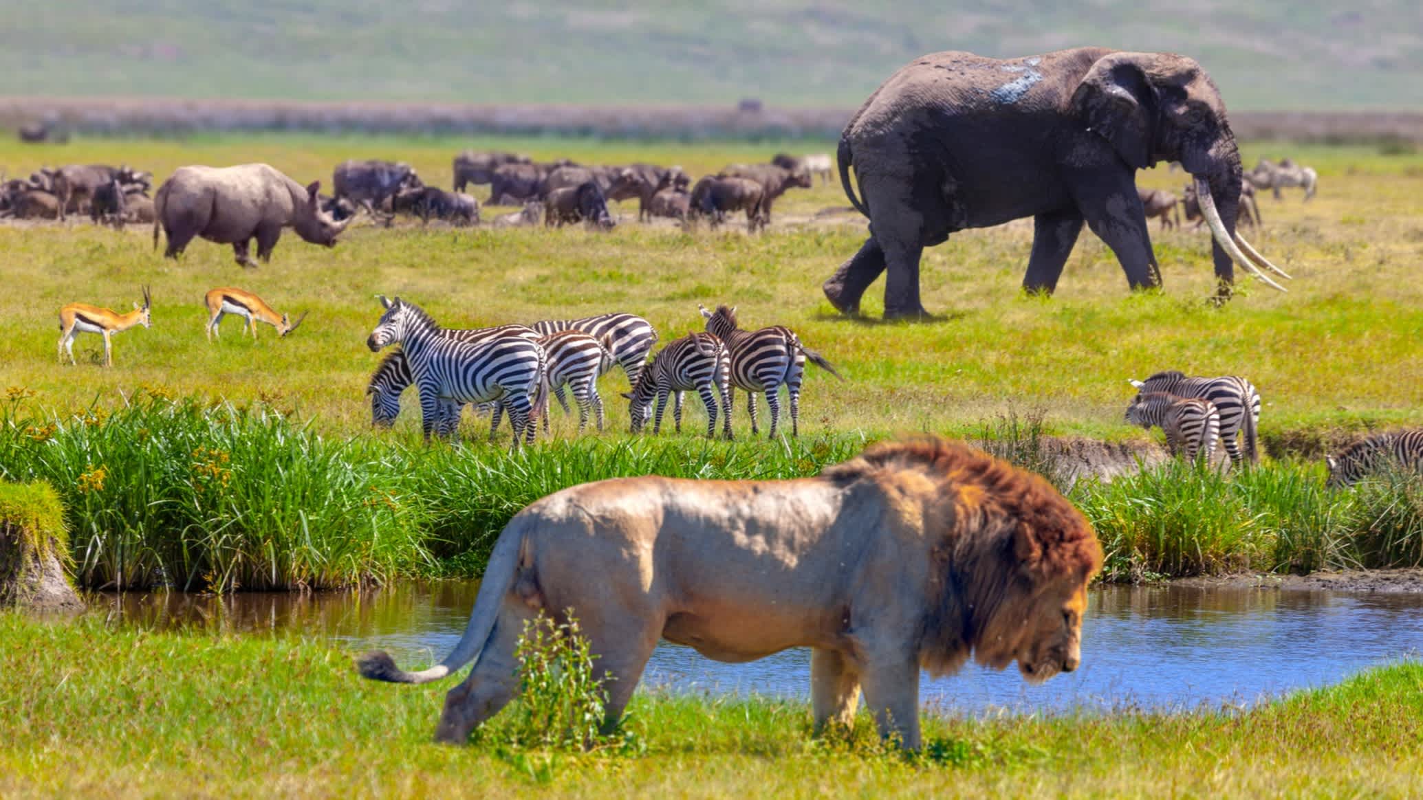Rhinocéros, springboks, zèbre, éléphant et lion dans le parc national du Serengeti, Tanzanie.