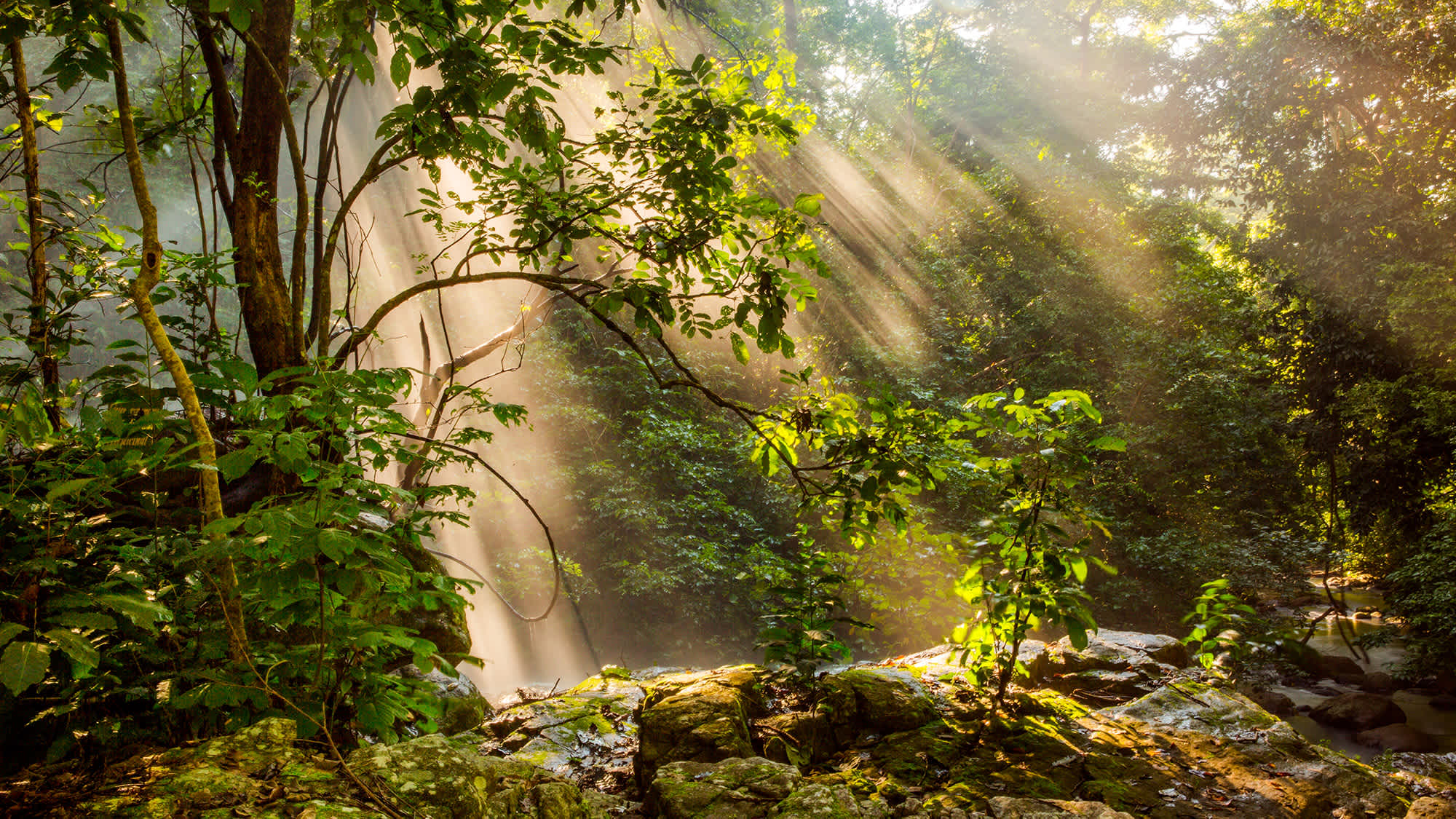 Licht durchflutet Wald in Tansania, Afrika