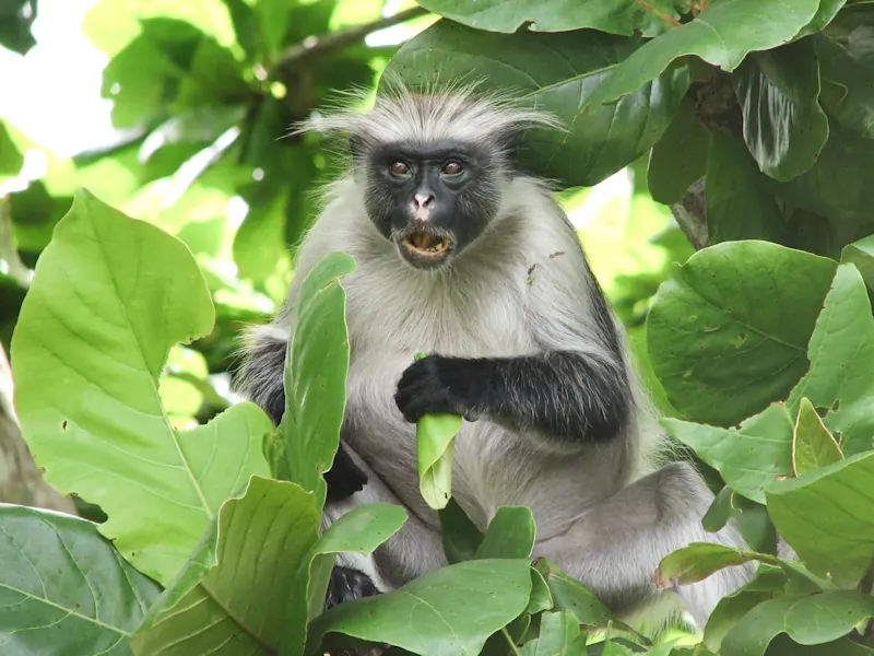 Tanzanie, Zanzibar, Forêt de Jozani Colobe rouge dans un arbre avec des feuilles vertes. Forêt de Jozani, Zanzibar, Tanzanie.