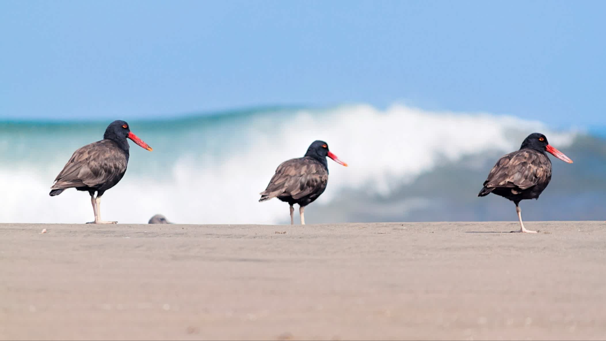 Der Strand Las Pocitas in Mancora, Peru mit hellem Sand und einer Nahaufnahme von Seevögeln im Vordergrund sowie tosenden Wellen im Hintergrund.