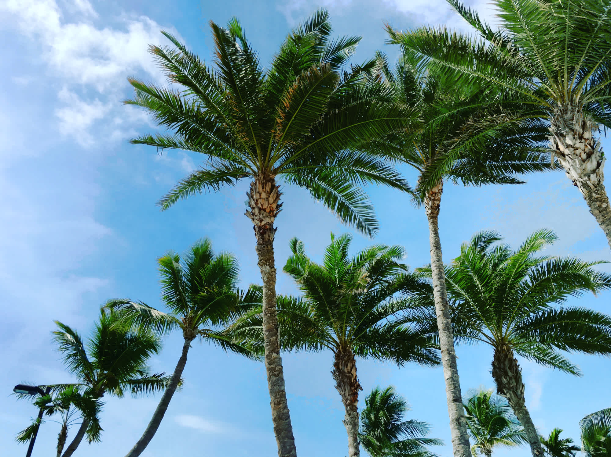 Palmiers et ciel bleu