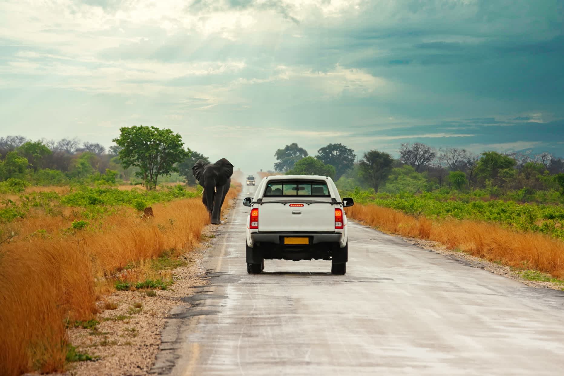 Der Elefant spaziert auf dem Highway zwischen den Autos, Kasane, Botswana.