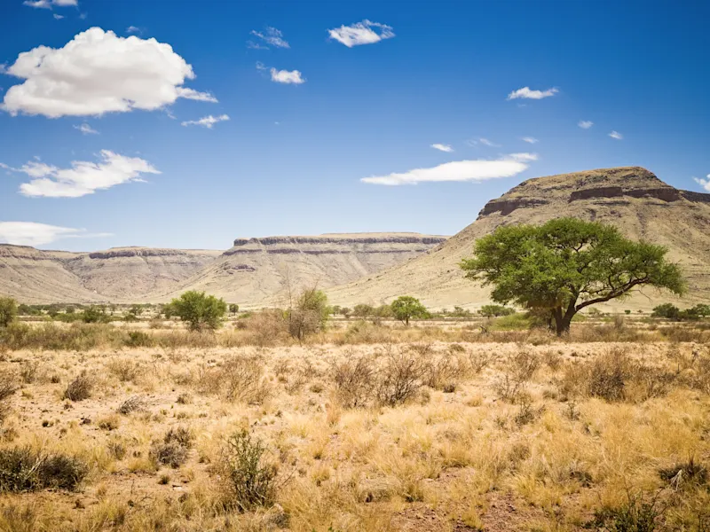Namib-Wüste in Namibia Die endlosen Sanddünen der Namib-Wüste in Namibia, ein atemberaubendes Naturschauspiel aus Gold und Rot