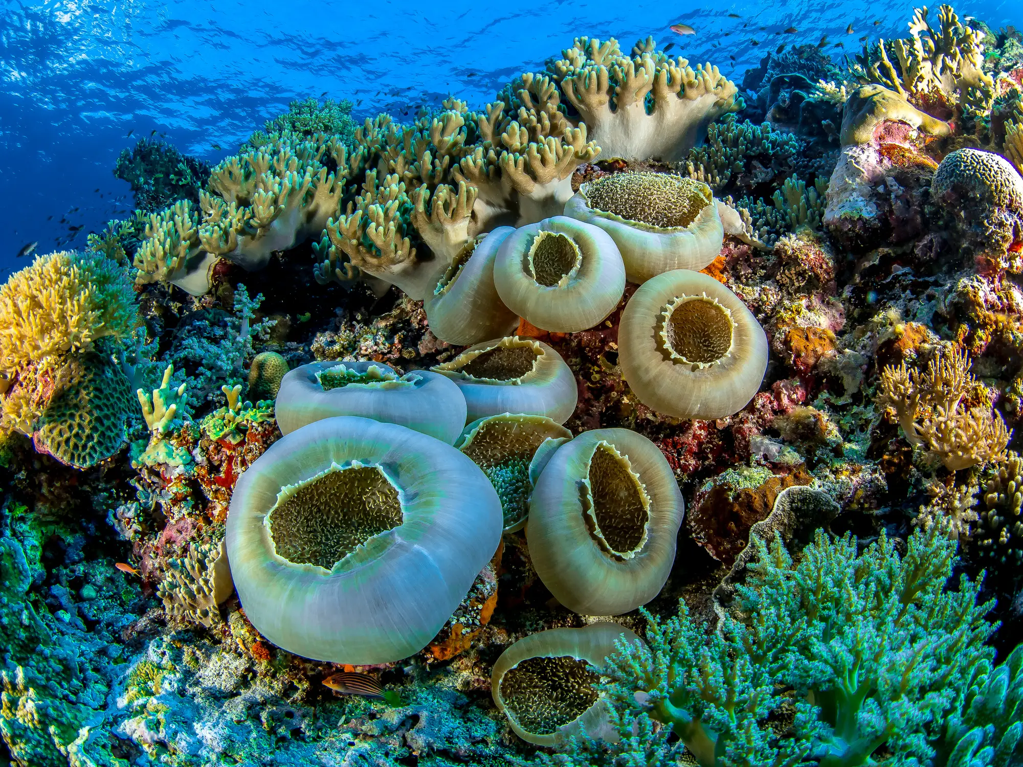 Farbenfrohes Korallenriff mit weißen Seeanemonen und verschiedenen Korallenarten unter blauem Meerwasser.