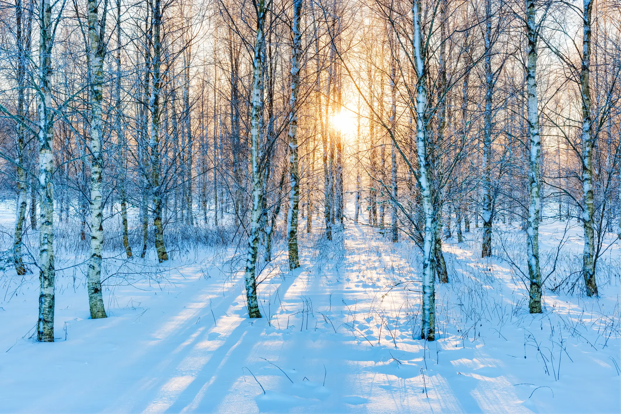 Winter, Wald, Schweden, Landschaft, Morgen

