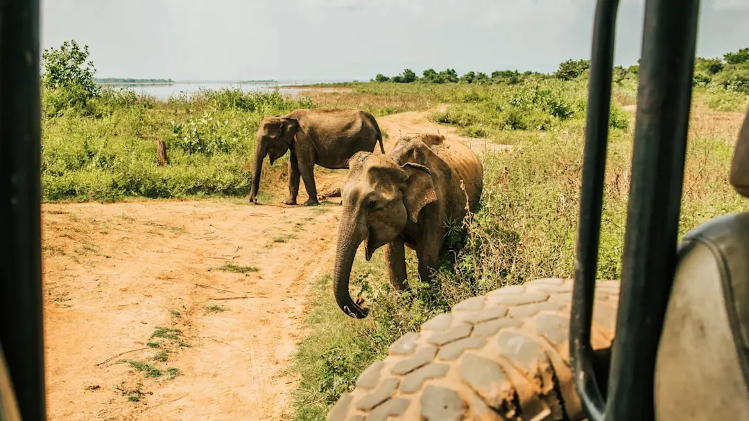 Elefanten-Safari im Yala-Nationalpark. Yala, Südprovinz, Sri Lanka.
