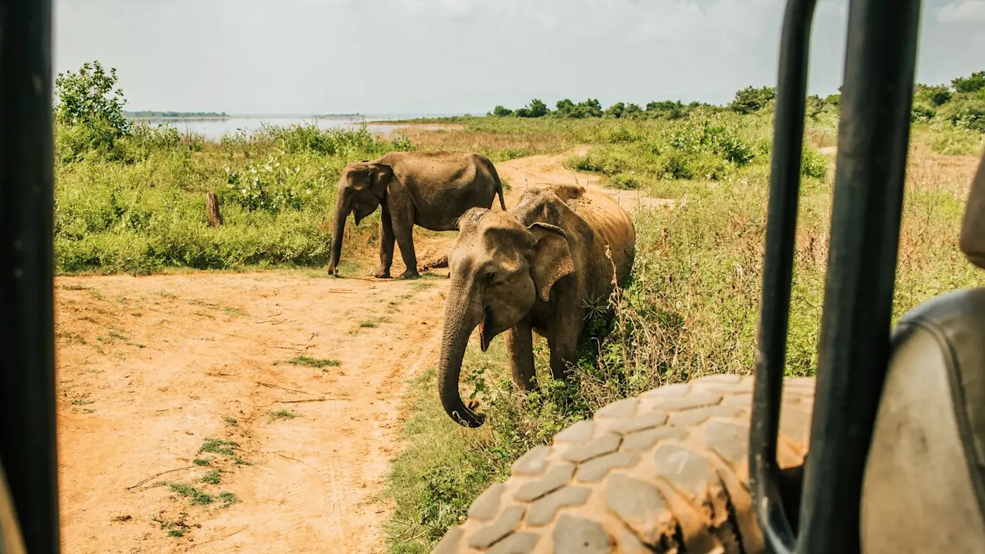 Safari pour voir des éléphants dans le parc national de Yala. Yala, Province du Sud, Sri Lanka.