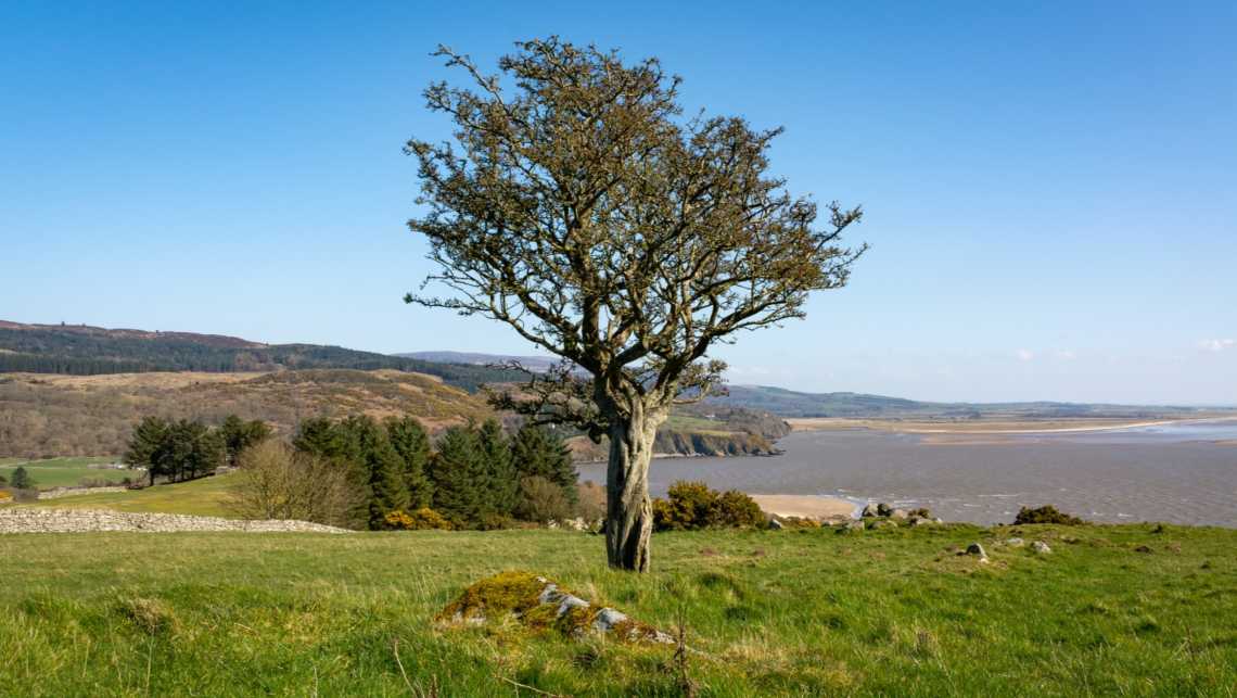 Vue d'un arbre avec la plage en arrière plan depuis le sentier côtier le long de la côte de Solway. Plage de Sandyhills, Dumfries and Galloway, Écosse