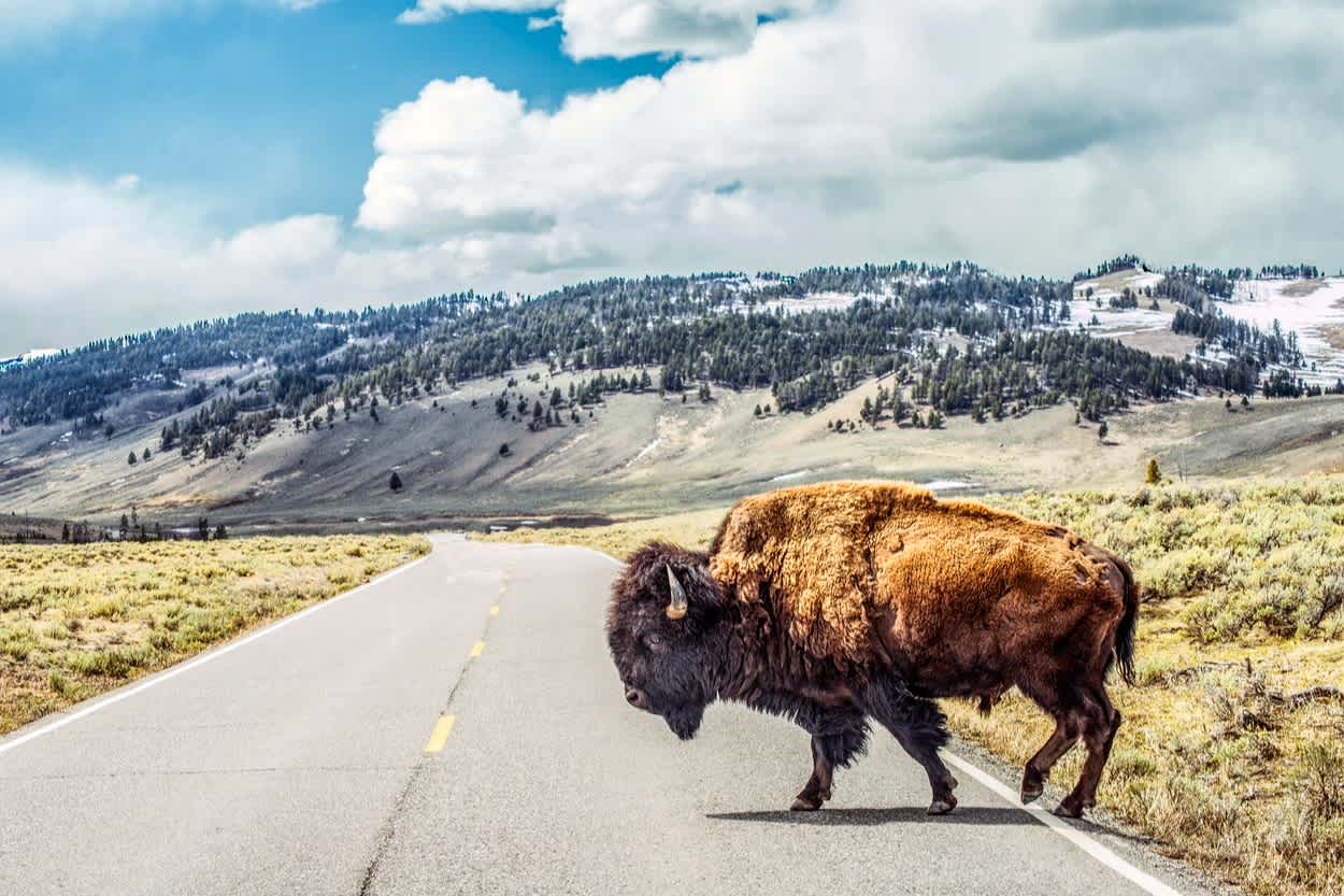 Bison-Kreuzung im Yellowstone