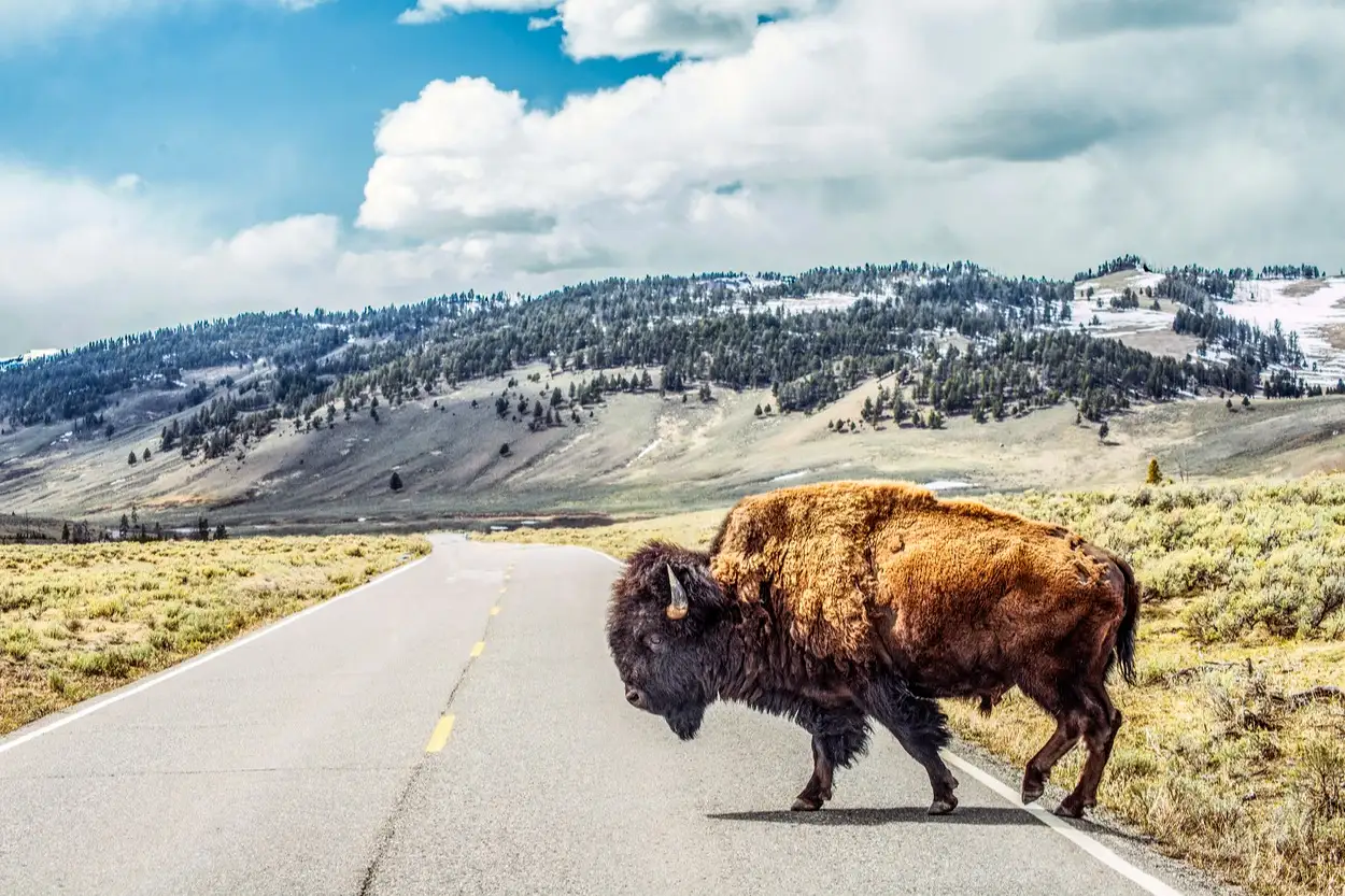 USA, Yelloswtone, Bison, Roadtrip Bison-Kreuzung im Yellowstone
