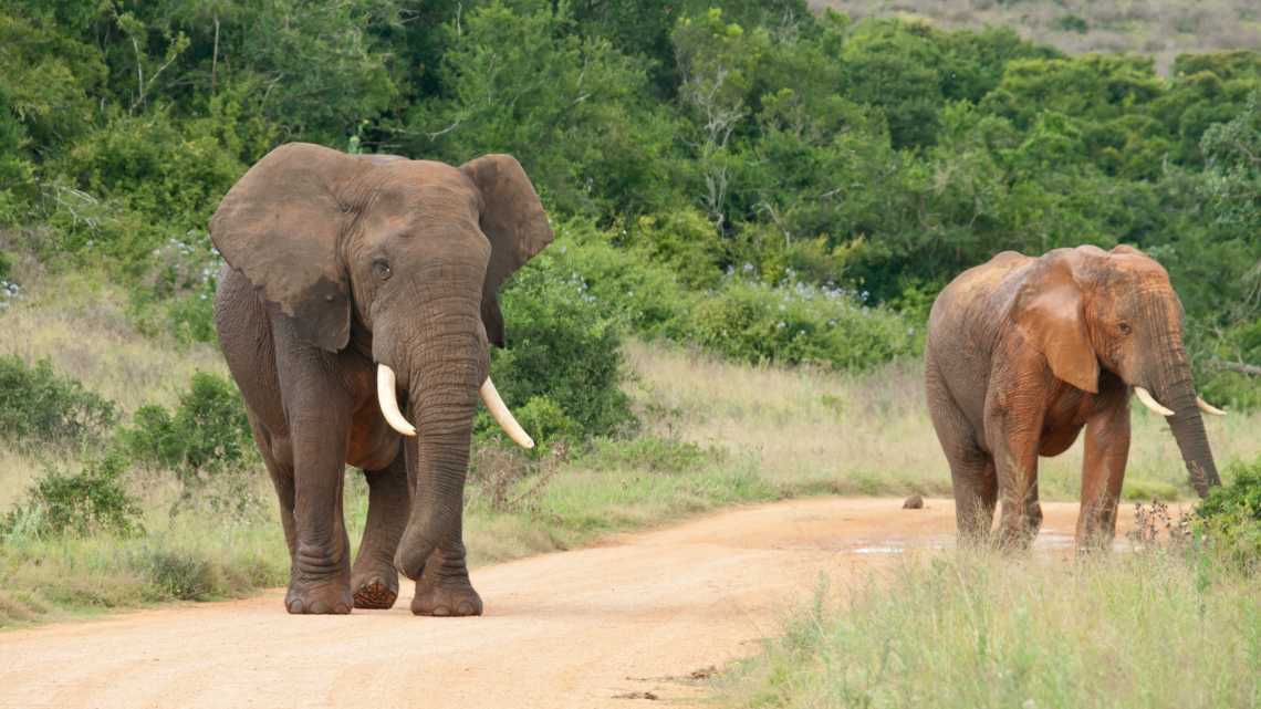 Elefanten beim Spaziergang im Addo Elephant Park in Südafrika