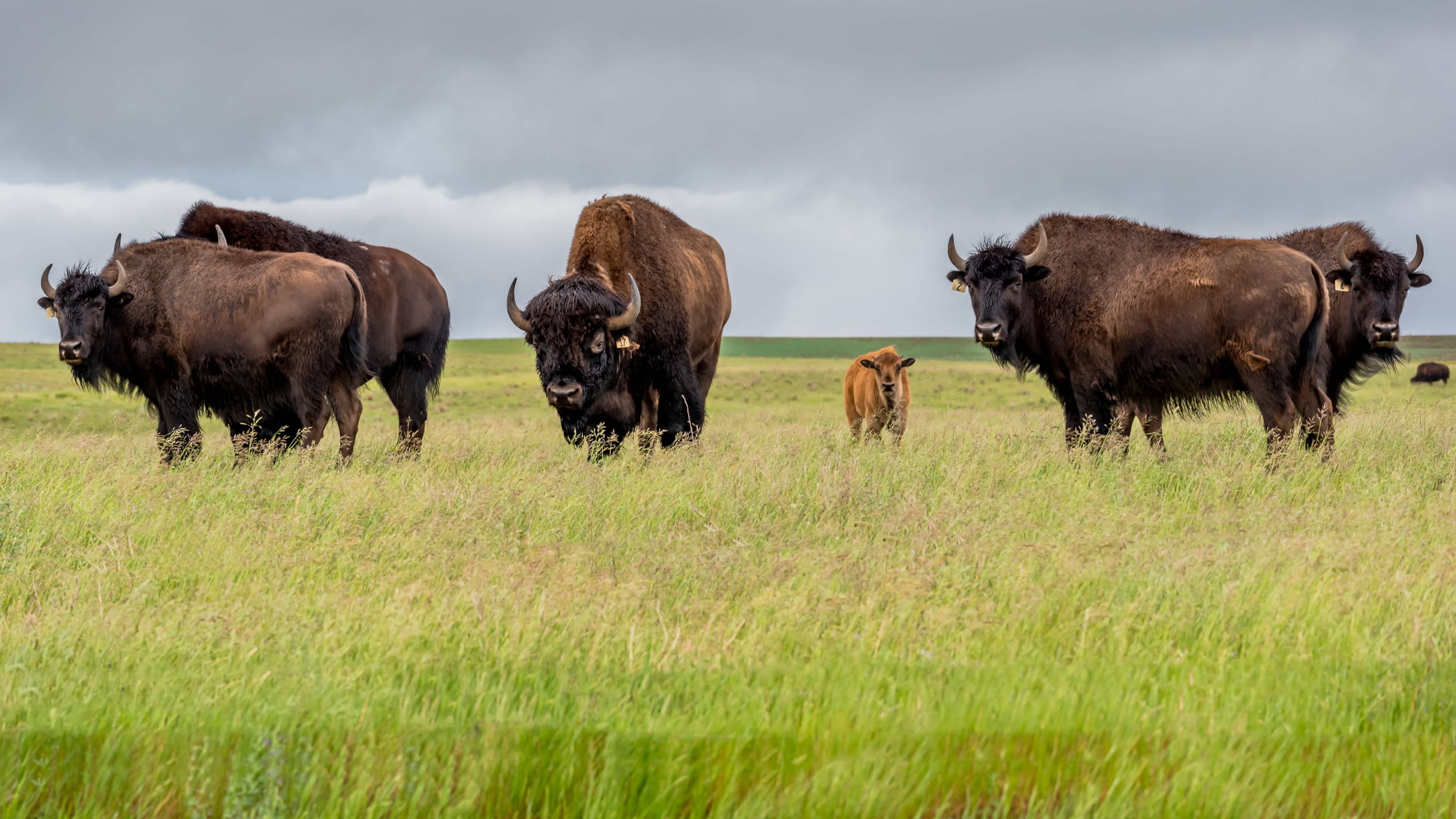 Eine Herde Steppenbison-Büffel mit einem Kälbchen auf einer Weide in Saskatchewan, Kanada