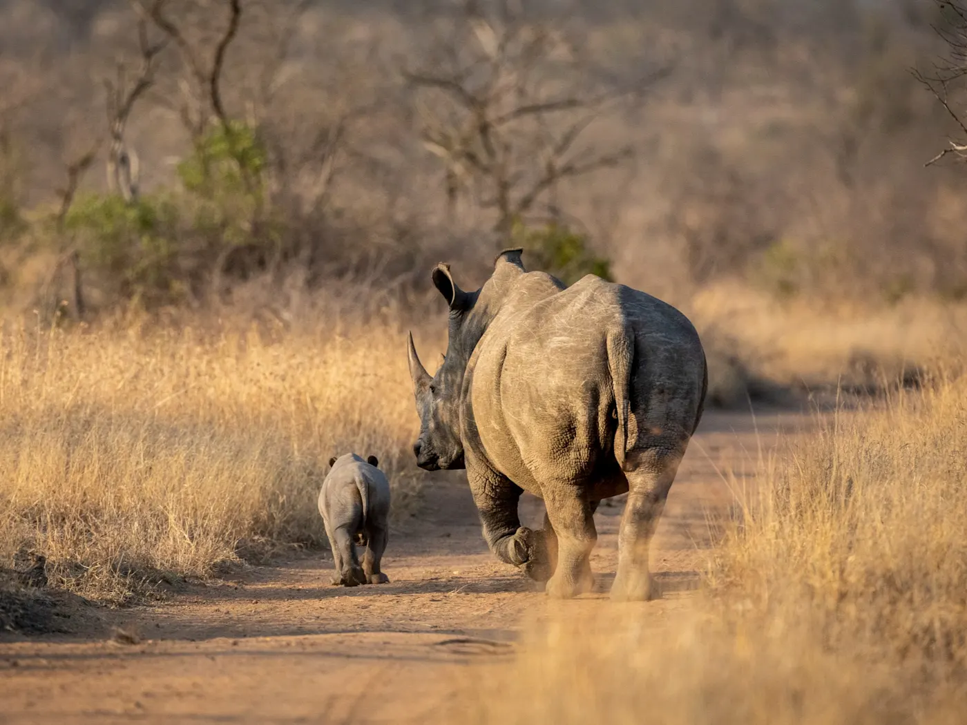 Parc national Kruger, rhinocéros Une femelle rhinocéros blanc et son bébé sur une route sablonneuse dans la brousse du parc Kruger en Afrique du Sud.