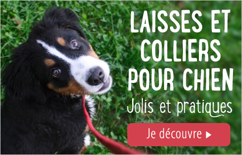 Laisse Et Collier Pour Chien à Petit Prix Zooplusbe