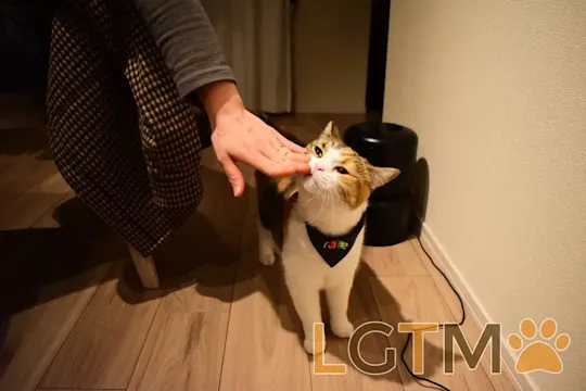 LGTM