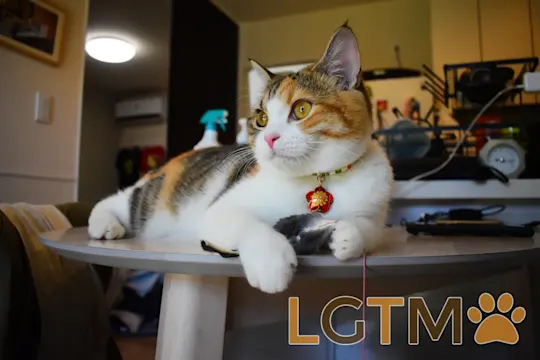 LGTM