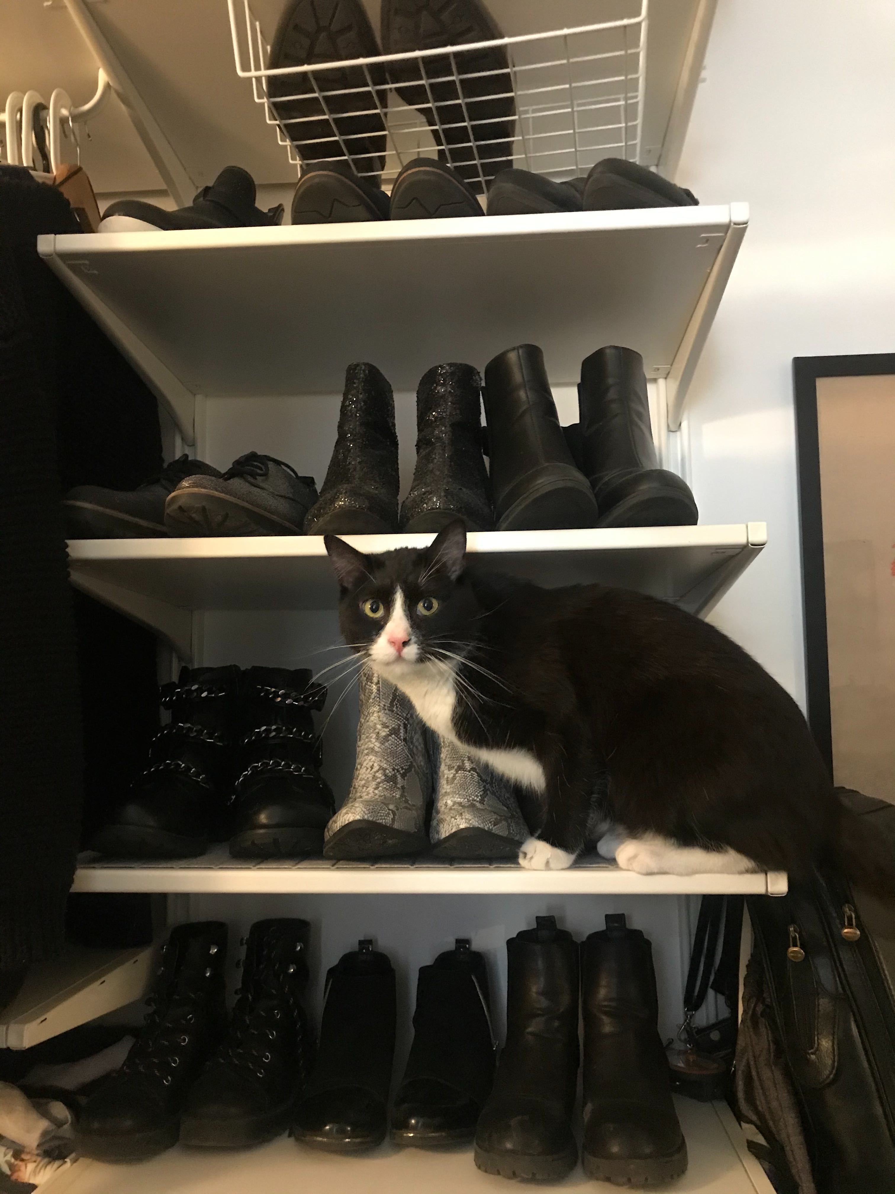 Photo from Cats of Contentful