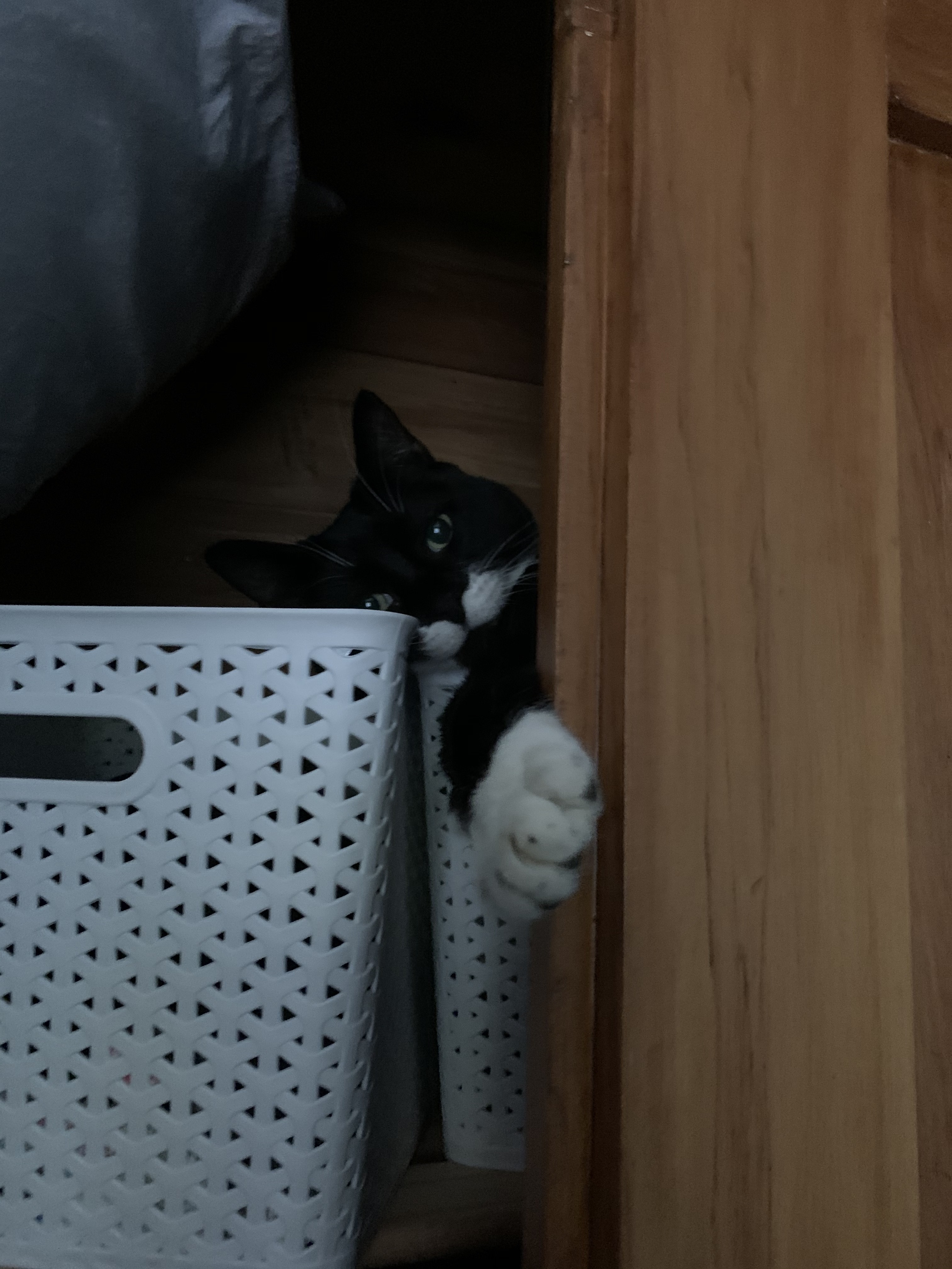 Photo from Cats of Contentful