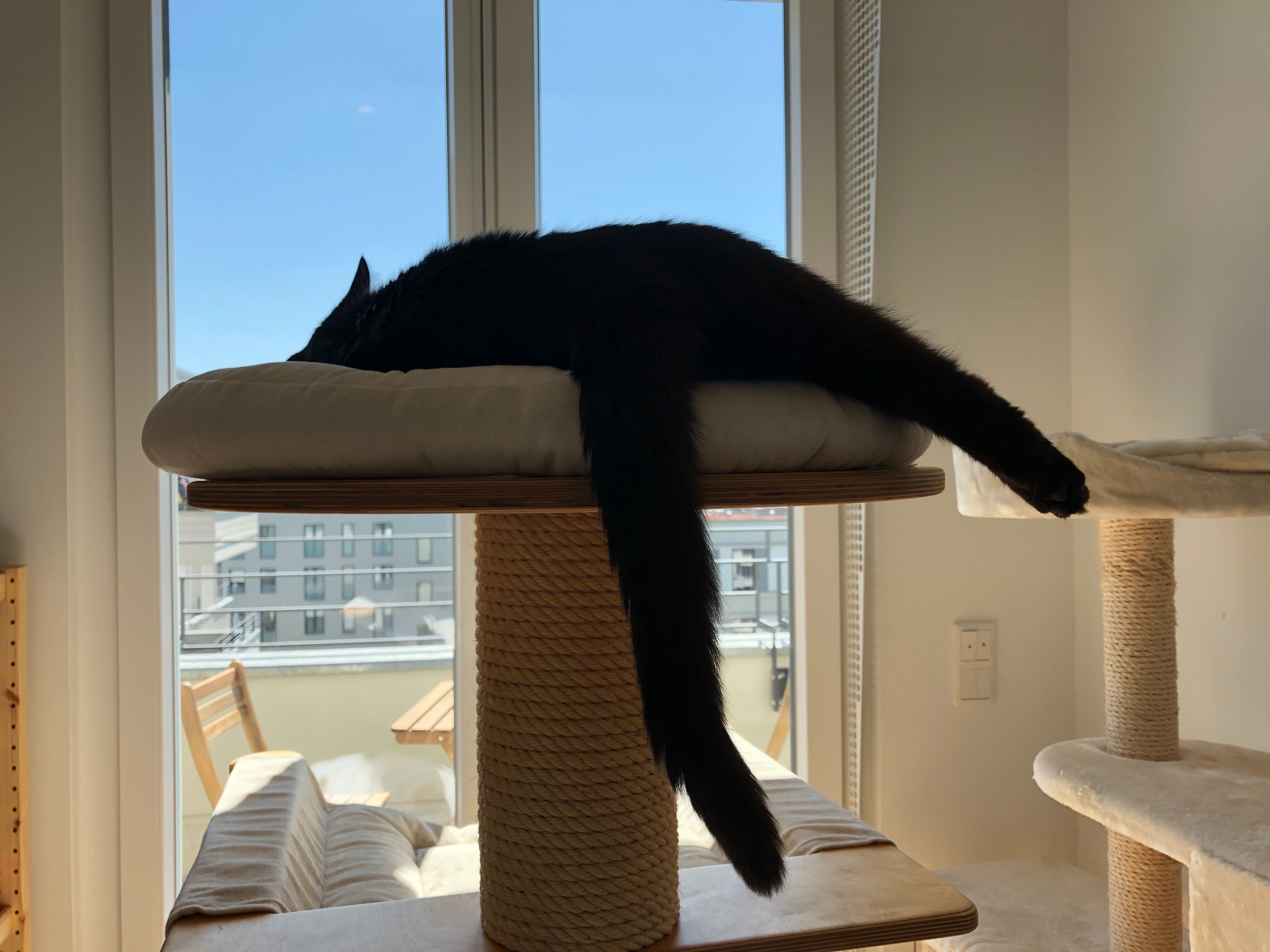 Photo from Cats of Contentful