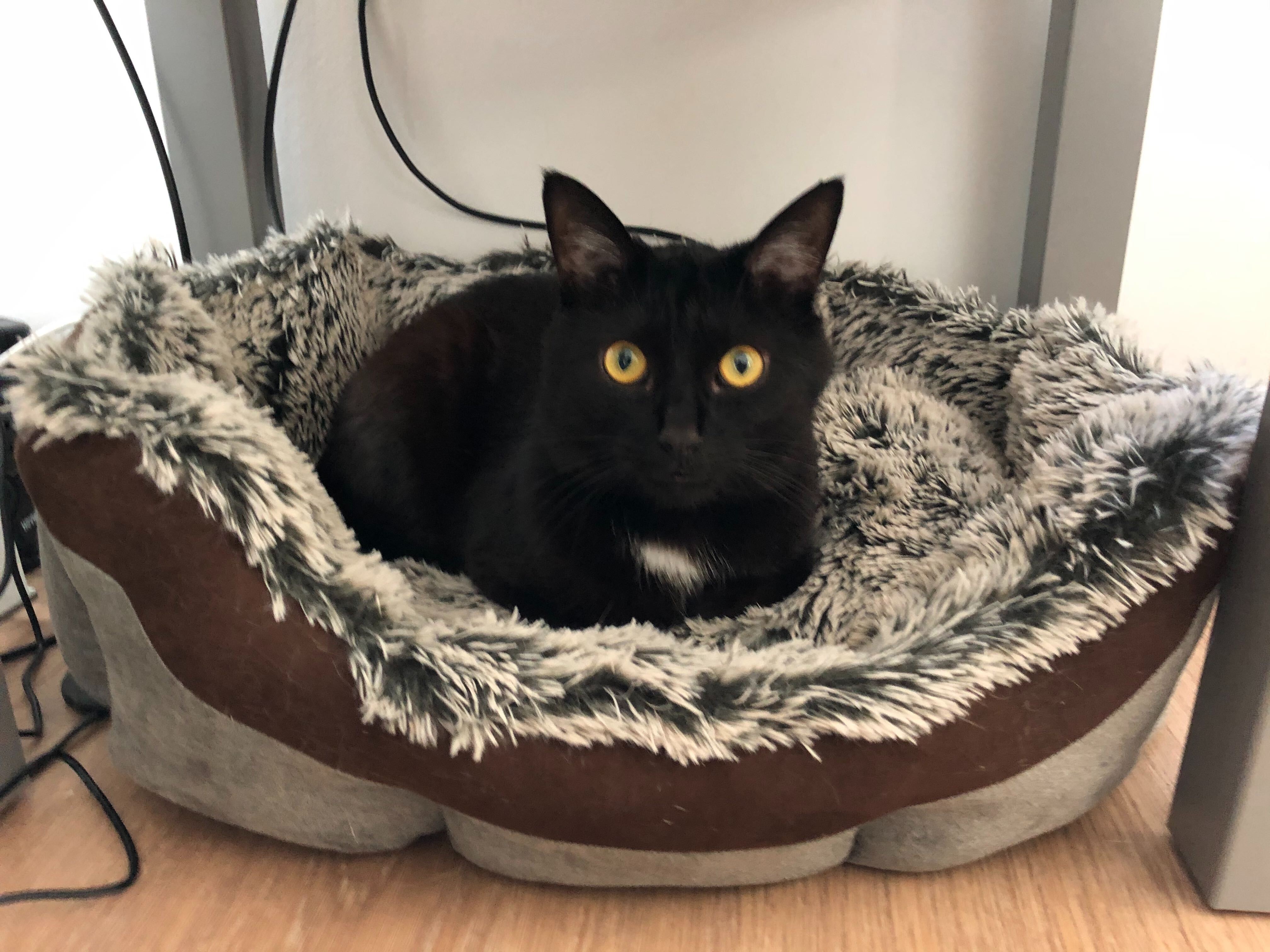 Photo from Cats of Contentful