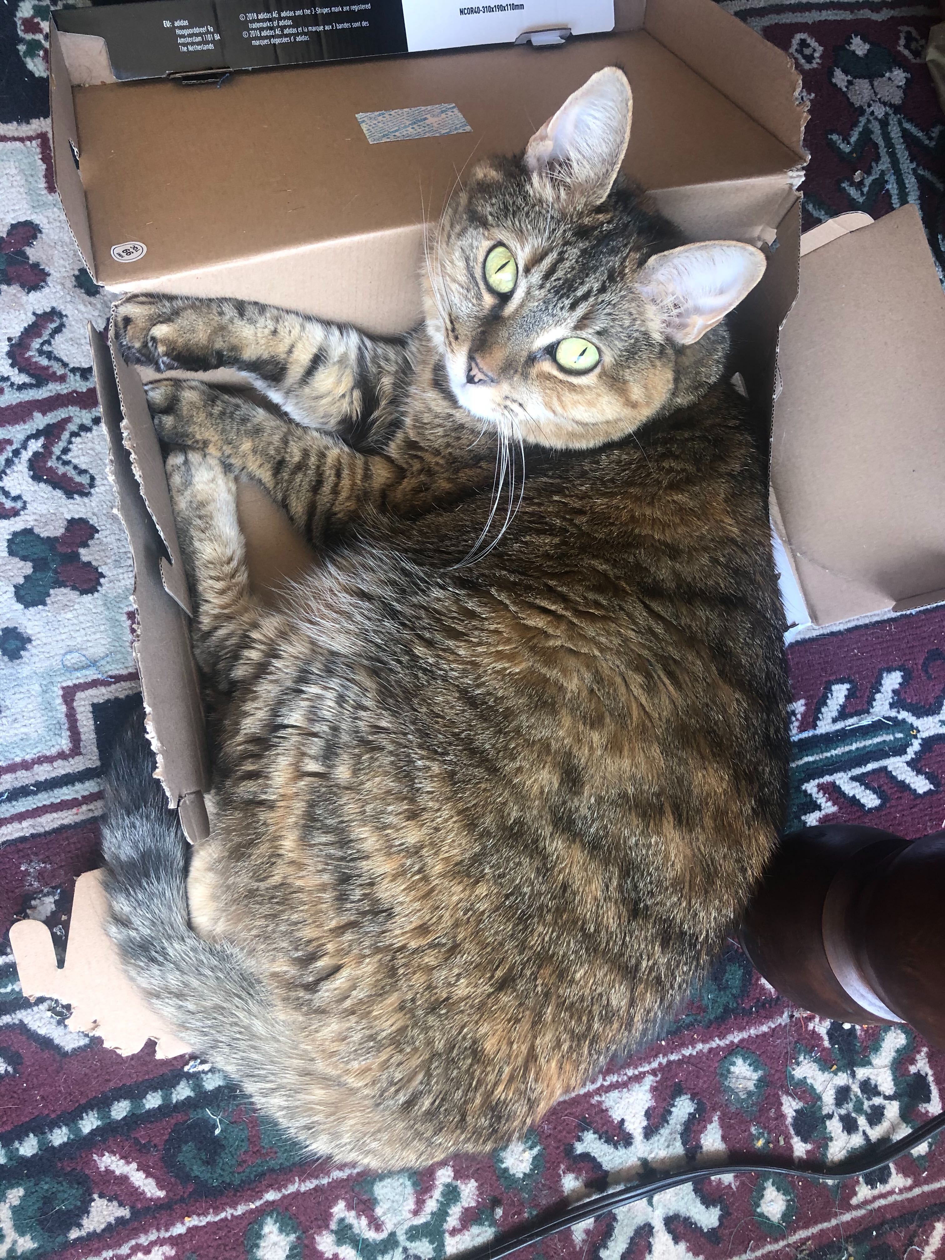 Photo from Cats of Contentful