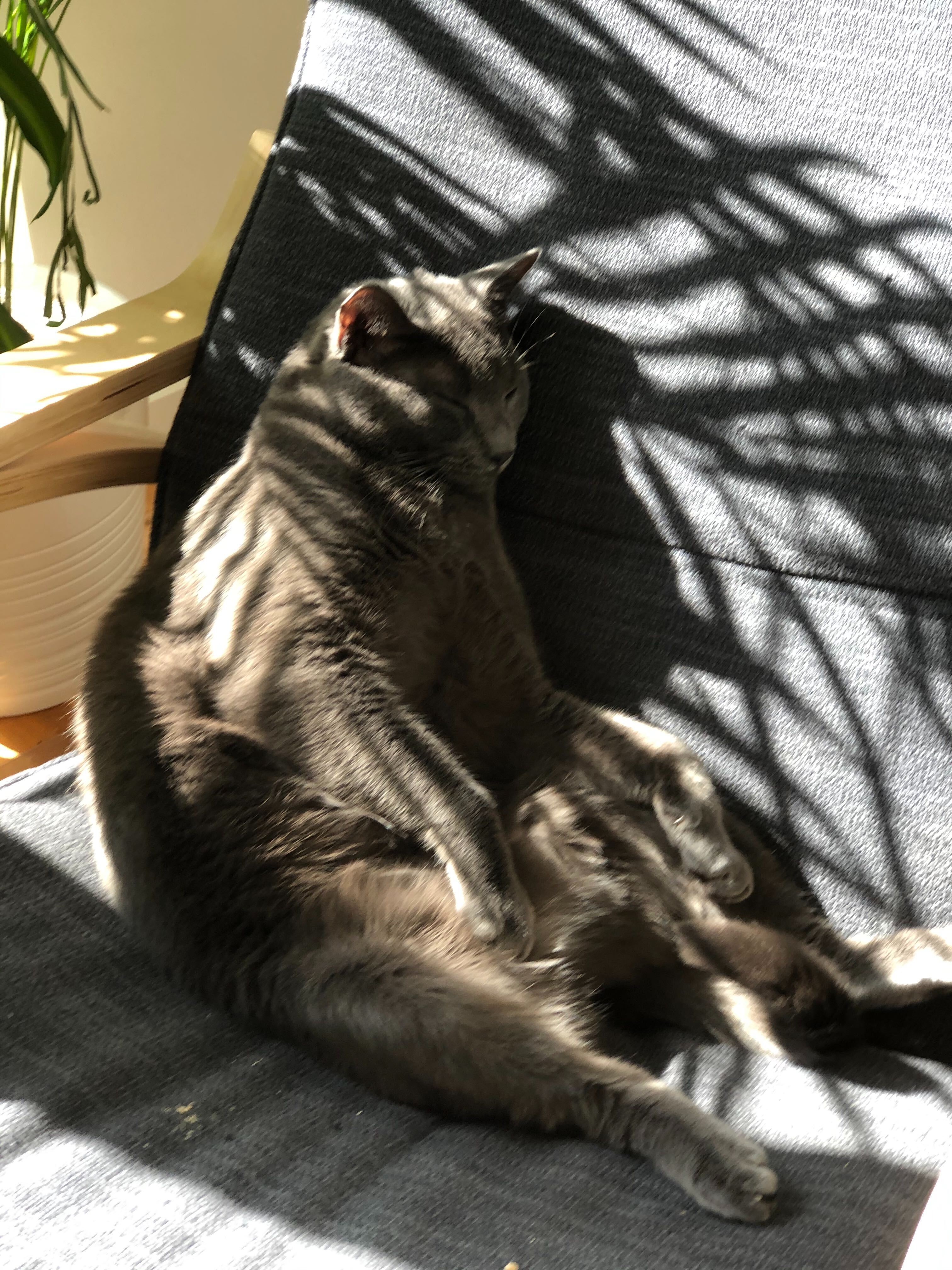 Photo from Cats of Contentful