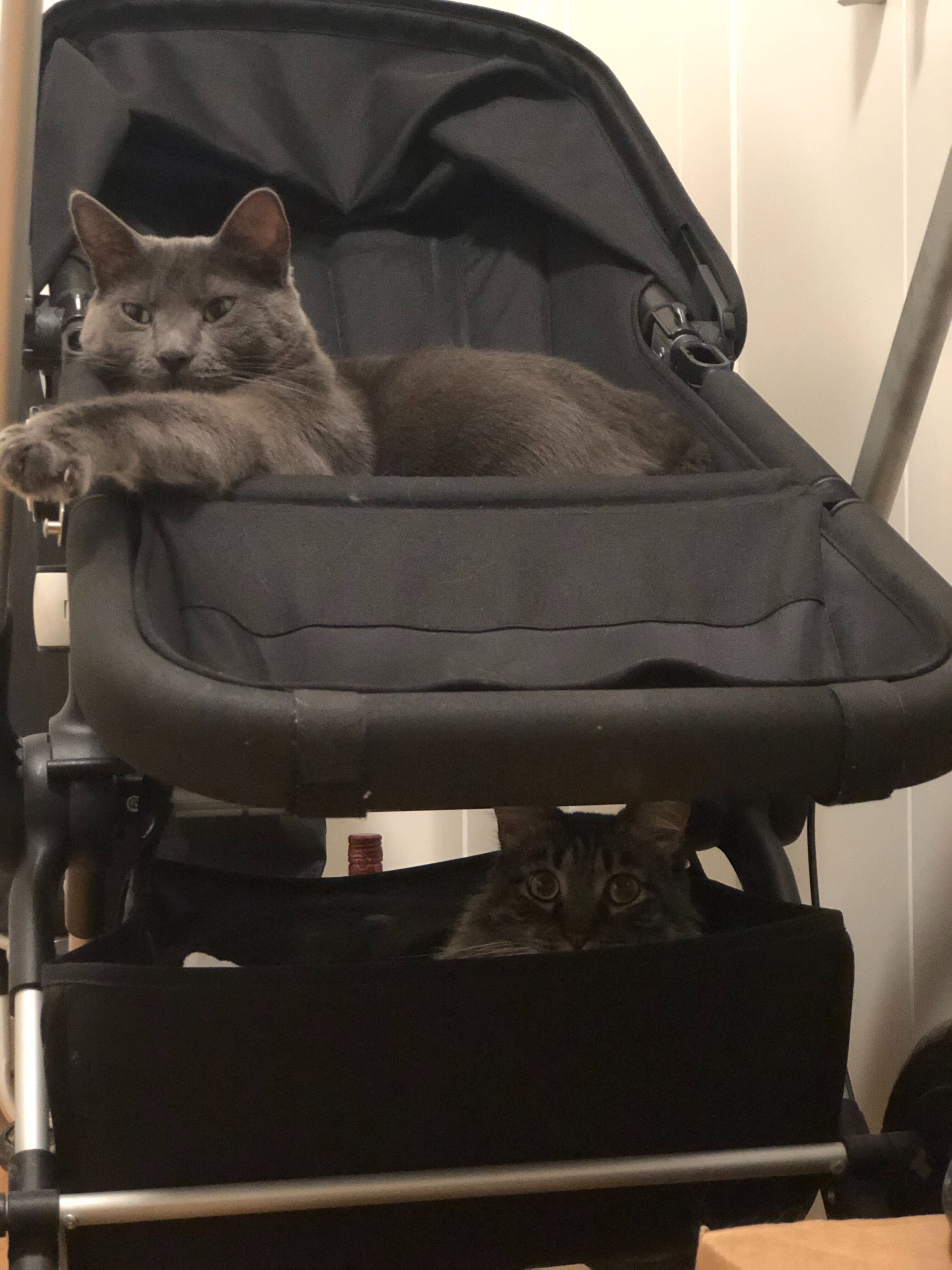 Photo from Cats of Contentful