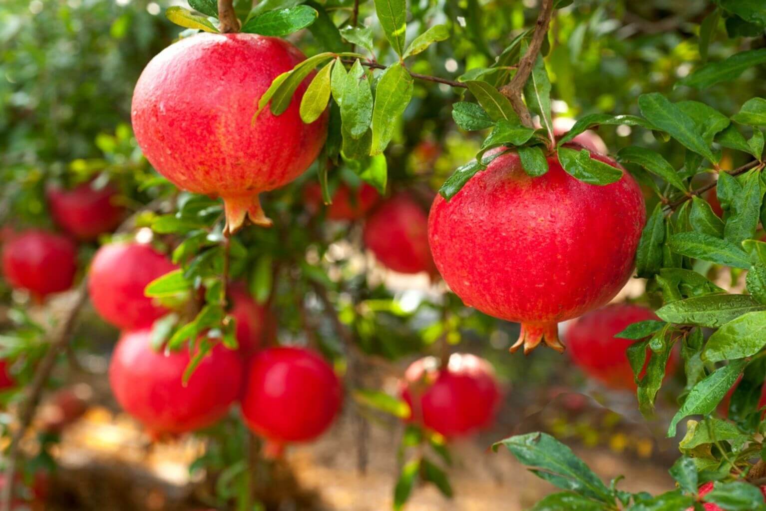 A pomegranate tree with two ripe red pomegranates hanging off the branches.
