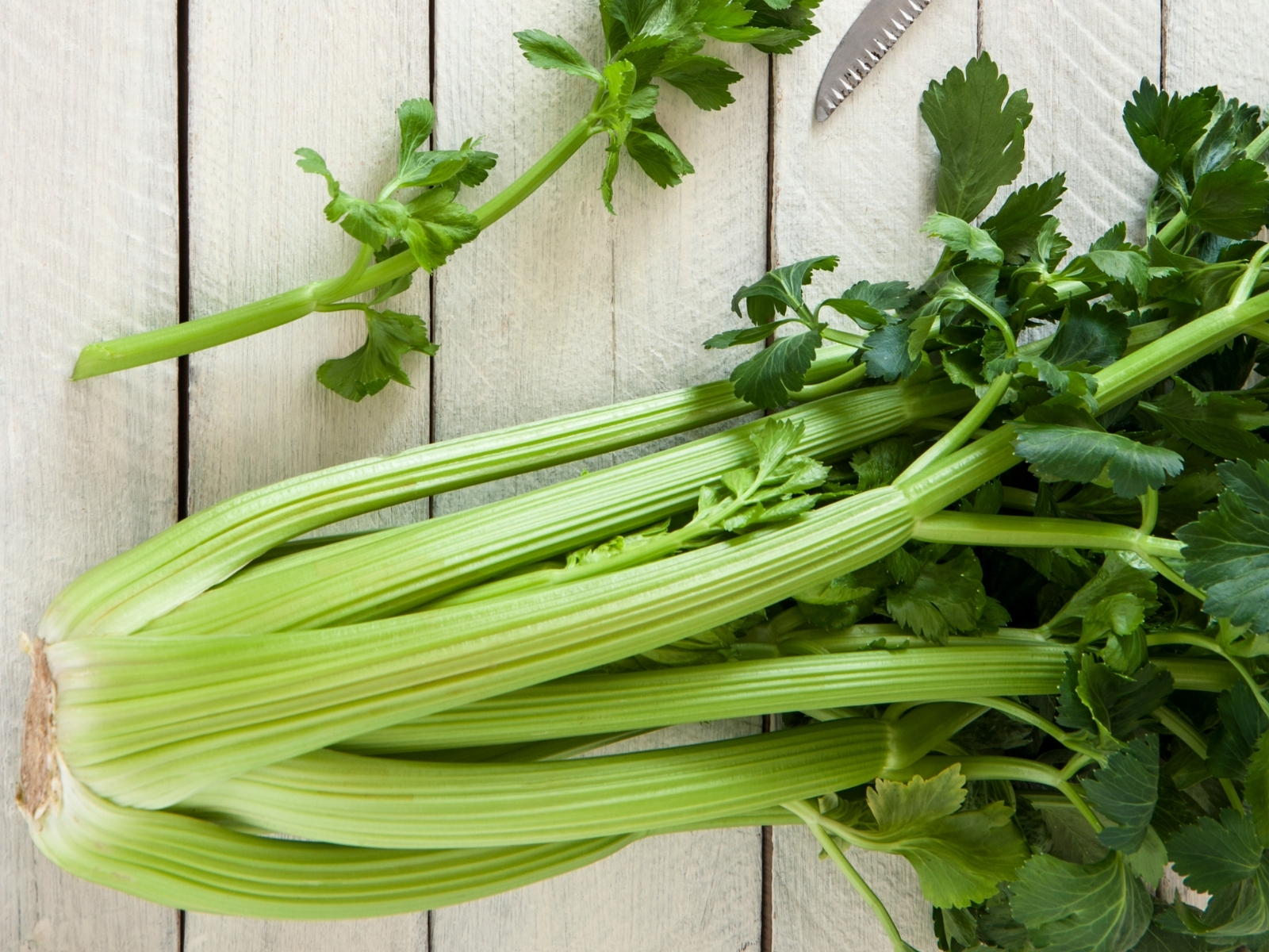 head of celery with a knife